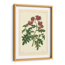 Red Curtis Botanical Iii - Vision Studio | Cuadro decorativo de Canvas Lab