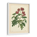 Red Curtis Botanical Iii - Vision Studio | Cuadro decorativo de Canvas Lab