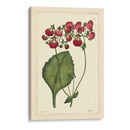 Red Curtis Botánica Iv - Vision Studio | Cuadro decorativo de Canvas Lab