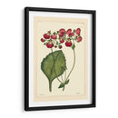 Red Curtis Botánica Iv - Vision Studio | Cuadro decorativo de Canvas Lab