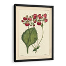Red Curtis Botánica Iv - Vision Studio | Cuadro decorativo de Canvas Lab