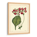 Red Curtis Botánica Iv - Vision Studio | Cuadro decorativo de Canvas Lab