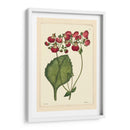 Red Curtis Botánica Iv - Vision Studio | Cuadro decorativo de Canvas Lab