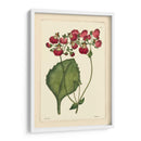 Red Curtis Botánica Iv - Vision Studio | Cuadro decorativo de Canvas Lab