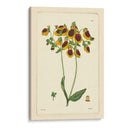 Curtis Amarillo Botánico I - Vision Studio | Cuadro decorativo de Canvas Lab