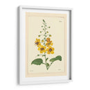 Amarillo Curtis Botanical Ii - Vision Studio | Cuadro decorativo de Canvas Lab