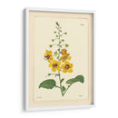 Amarillo Curtis Botanical Ii - Vision Studio | Cuadro decorativo de Canvas Lab