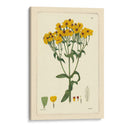 Amarillo Curtis Botanical Iii - Vision Studio | Cuadro decorativo de Canvas Lab