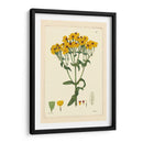 Amarillo Curtis Botanical Iii - Vision Studio | Cuadro decorativo de Canvas Lab