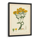 Amarillo Curtis Botanical Iii - Vision Studio | Cuadro decorativo de Canvas Lab