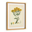 Amarillo Curtis Botanical Iii - Vision Studio | Cuadro decorativo de Canvas Lab