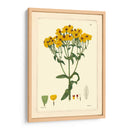 Amarillo Curtis Botanical Iii - Vision Studio | Cuadro decorativo de Canvas Lab