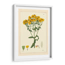 Amarillo Curtis Botanical Iii - Vision Studio | Cuadro decorativo de Canvas Lab