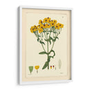 Amarillo Curtis Botanical Iii - Vision Studio | Cuadro decorativo de Canvas Lab