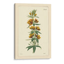 Amarillo Curtis Botánica Iv - Vision Studio | Cuadro decorativo de Canvas Lab