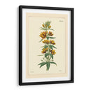 Amarillo Curtis Botánica Iv - Vision Studio | Cuadro decorativo de Canvas Lab