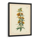 Amarillo Curtis Botánica Iv - Vision Studio | Cuadro decorativo de Canvas Lab