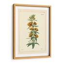 Amarillo Curtis Botánica Iv - Vision Studio | Cuadro decorativo de Canvas Lab