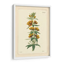 Amarillo Curtis Botánica Iv - Vision Studio | Cuadro decorativo de Canvas Lab