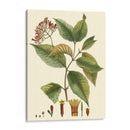 Crimson Botanical I - Hierseman | Cuadro decorativo de Canvas Lab