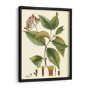 Crimson Botanical I - Hierseman | Cuadro decorativo de Canvas Lab