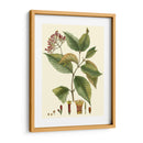 Crimson Botanical I - Hierseman | Cuadro decorativo de Canvas Lab