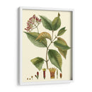 Crimson Botanical I - Hierseman | Cuadro decorativo de Canvas Lab