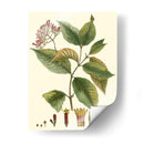 Crimson Botanical I - Hierseman | Cuadro decorativo de Canvas Lab