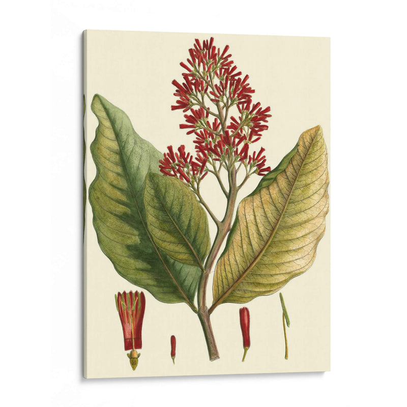 Crimson Botanical Ii - Hierseman | Cuadro decorativo de Canvas Lab