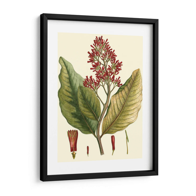 Crimson Botanical Ii - Hierseman | Cuadro decorativo de Canvas Lab