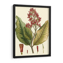 Crimson Botanical Ii - Hierseman | Cuadro decorativo de Canvas Lab