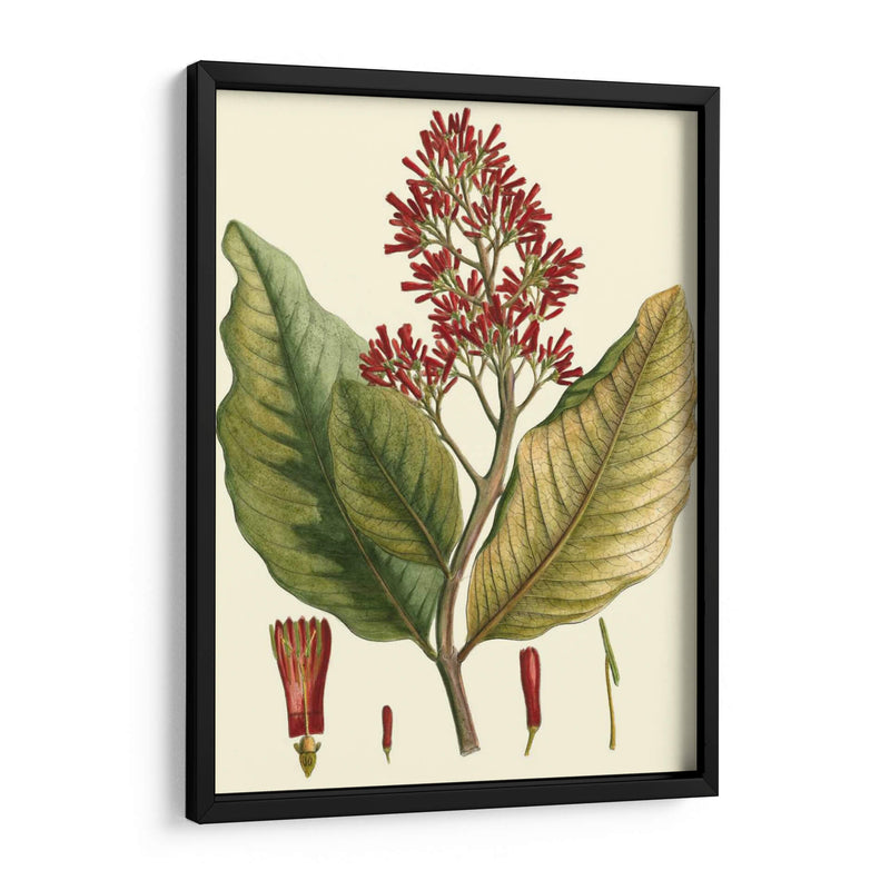 Crimson Botanical Ii - Hierseman | Cuadro decorativo de Canvas Lab