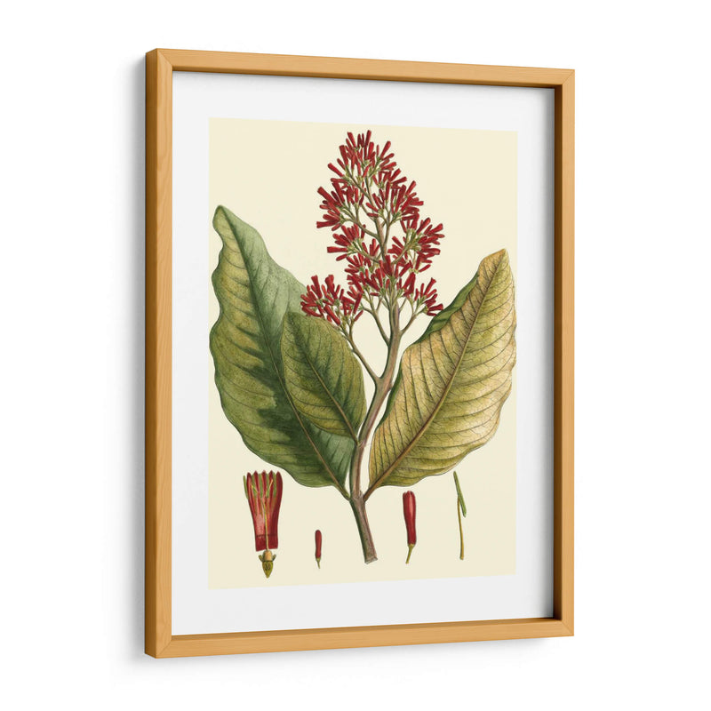 Crimson Botanical Ii - Hierseman | Cuadro decorativo de Canvas Lab