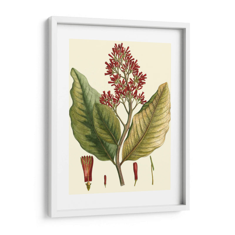 Crimson Botanical Ii - Hierseman | Cuadro decorativo de Canvas Lab