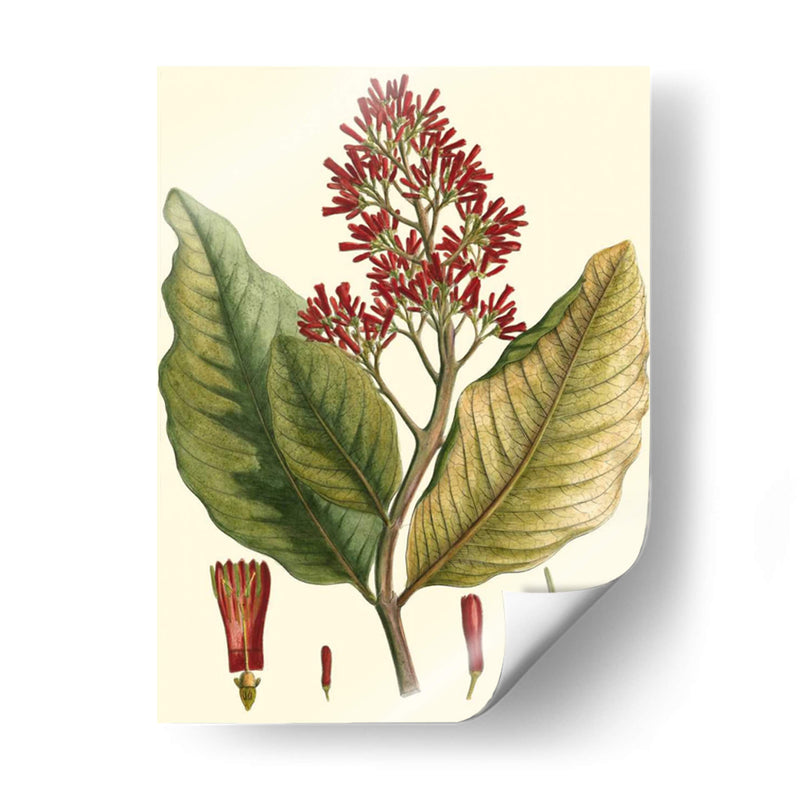 Crimson Botanical Ii - Hierseman | Cuadro decorativo de Canvas Lab