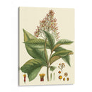 Crimson Botanical Iii - Hierseman | Cuadro decorativo de Canvas Lab