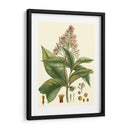Crimson Botanical Iii - Hierseman | Cuadro decorativo de Canvas Lab