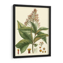 Crimson Botanical Iii - Hierseman | Cuadro decorativo de Canvas Lab