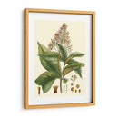 Crimson Botanical Iii - Hierseman | Cuadro decorativo de Canvas Lab