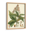 Crimson Botanical Iii - Hierseman | Cuadro decorativo de Canvas Lab