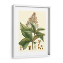 Crimson Botanical Iii - Hierseman | Cuadro decorativo de Canvas Lab