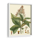 Crimson Botanical Iii - Hierseman | Cuadro decorativo de Canvas Lab