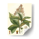Crimson Botanical Iii - Hierseman | Cuadro decorativo de Canvas Lab
