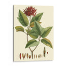 Crimson Botanical Iv - Hierseman | Cuadro decorativo de Canvas Lab