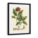 Crimson Botanical Iv - Hierseman | Cuadro decorativo de Canvas Lab