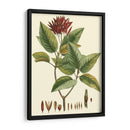 Crimson Botanical Iv - Hierseman | Cuadro decorativo de Canvas Lab