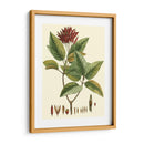 Crimson Botanical Iv - Hierseman | Cuadro decorativo de Canvas Lab