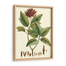 Crimson Botanical Iv - Hierseman | Cuadro decorativo de Canvas Lab