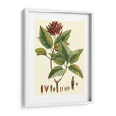 Crimson Botanical Iv - Hierseman | Cuadro decorativo de Canvas Lab