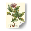 Crimson Botanical Iv - Hierseman | Cuadro decorativo de Canvas Lab